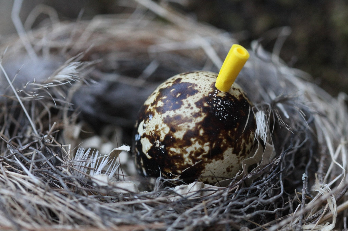 Nature Inspired Reveal Eggs Messages - The Flannel Couch