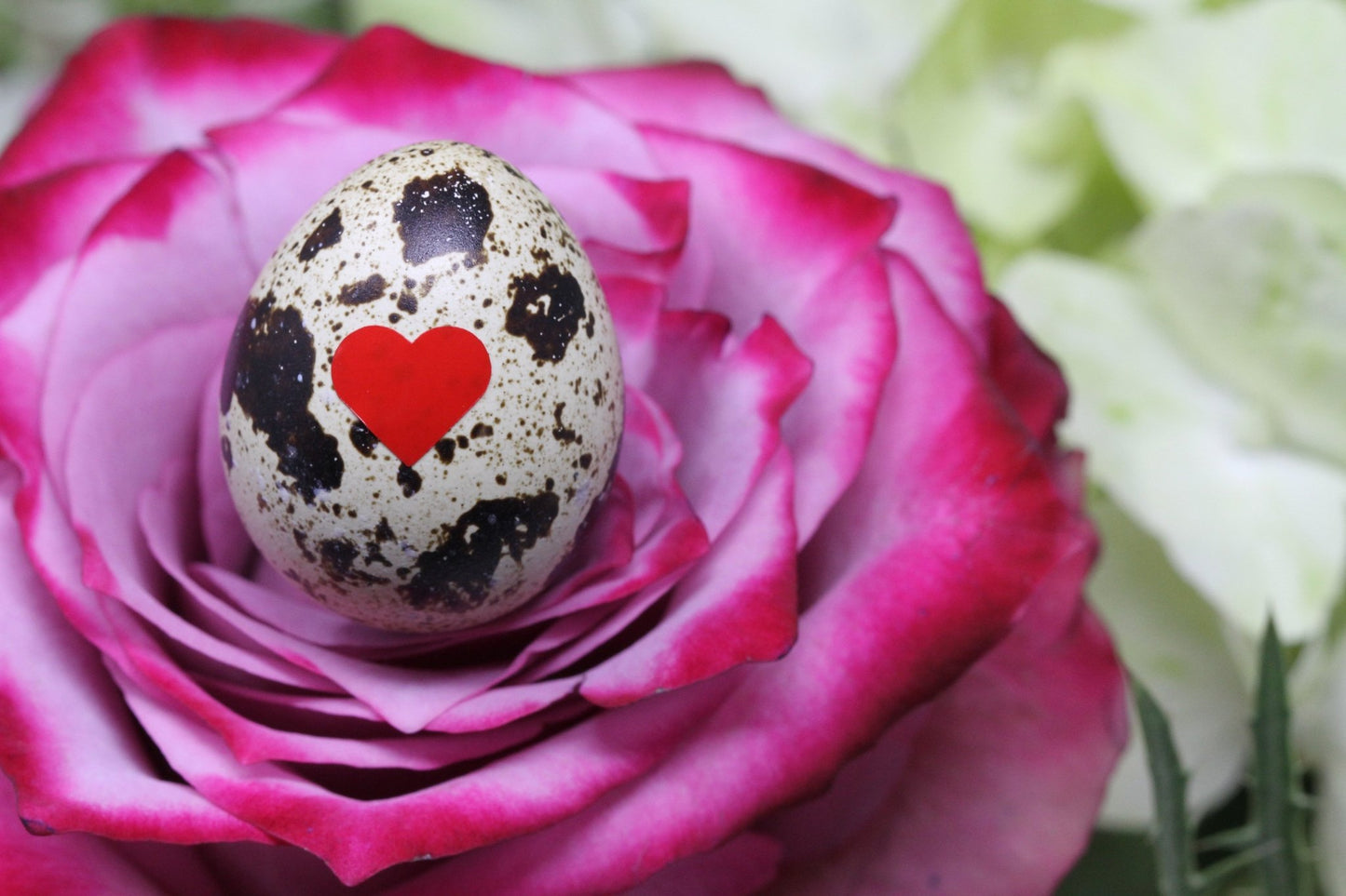 Nature Inspired Reveal Eggs Messages - The Flannel Couch