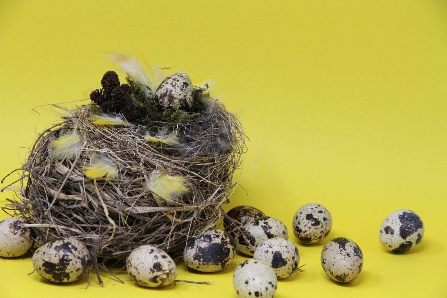Nature Inspired Reveal Eggs Messages - The Flannel Couch