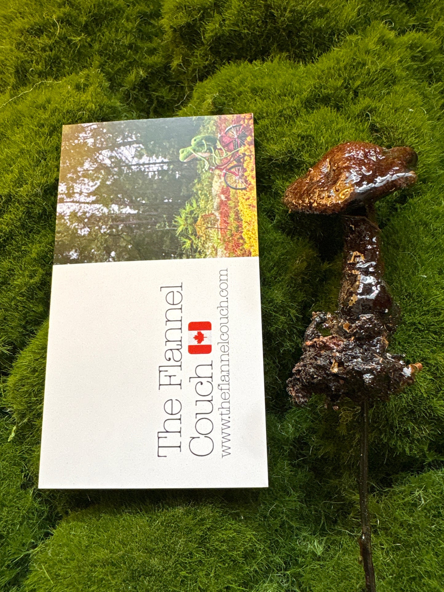 Wild Ontario Mushroom Plant Spikes