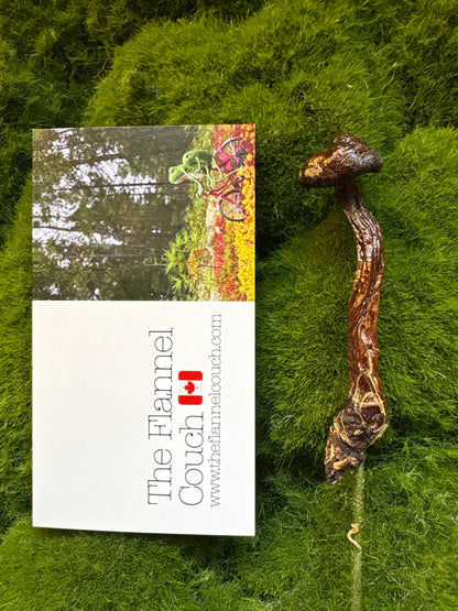 Wild Ontario Mushroom Plant Spikes