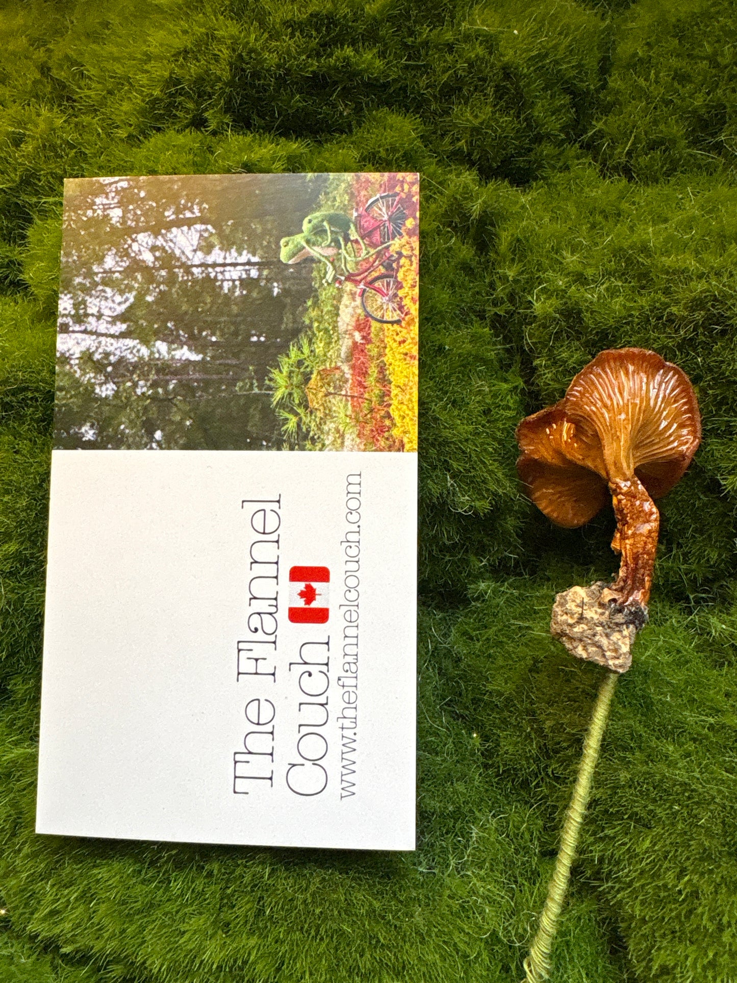 Wild Ontario Mushroom Plant Spikes