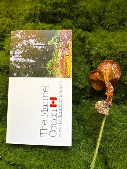 Wild Ontario Mushroom Plant Spikes