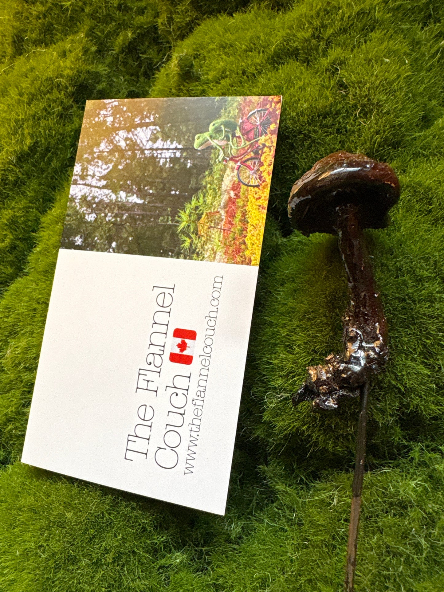 Wild Ontario Mushroom Plant Spikes