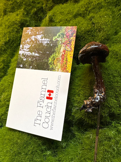 Wild Ontario Mushroom Plant Spikes