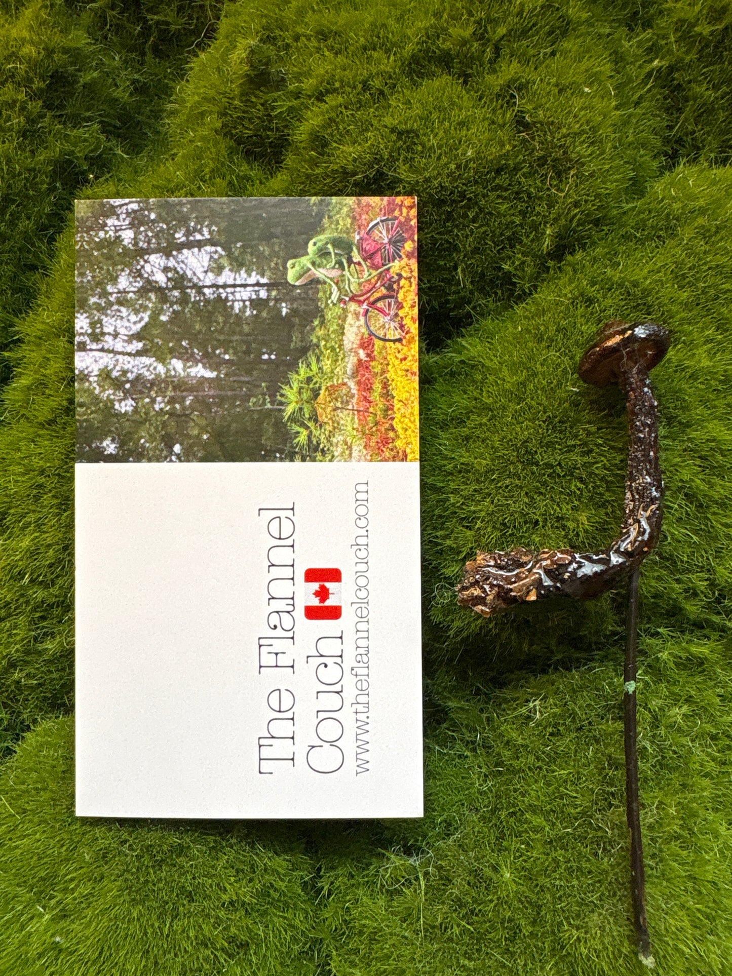 Wild Ontario Mushroom Plant Spikes