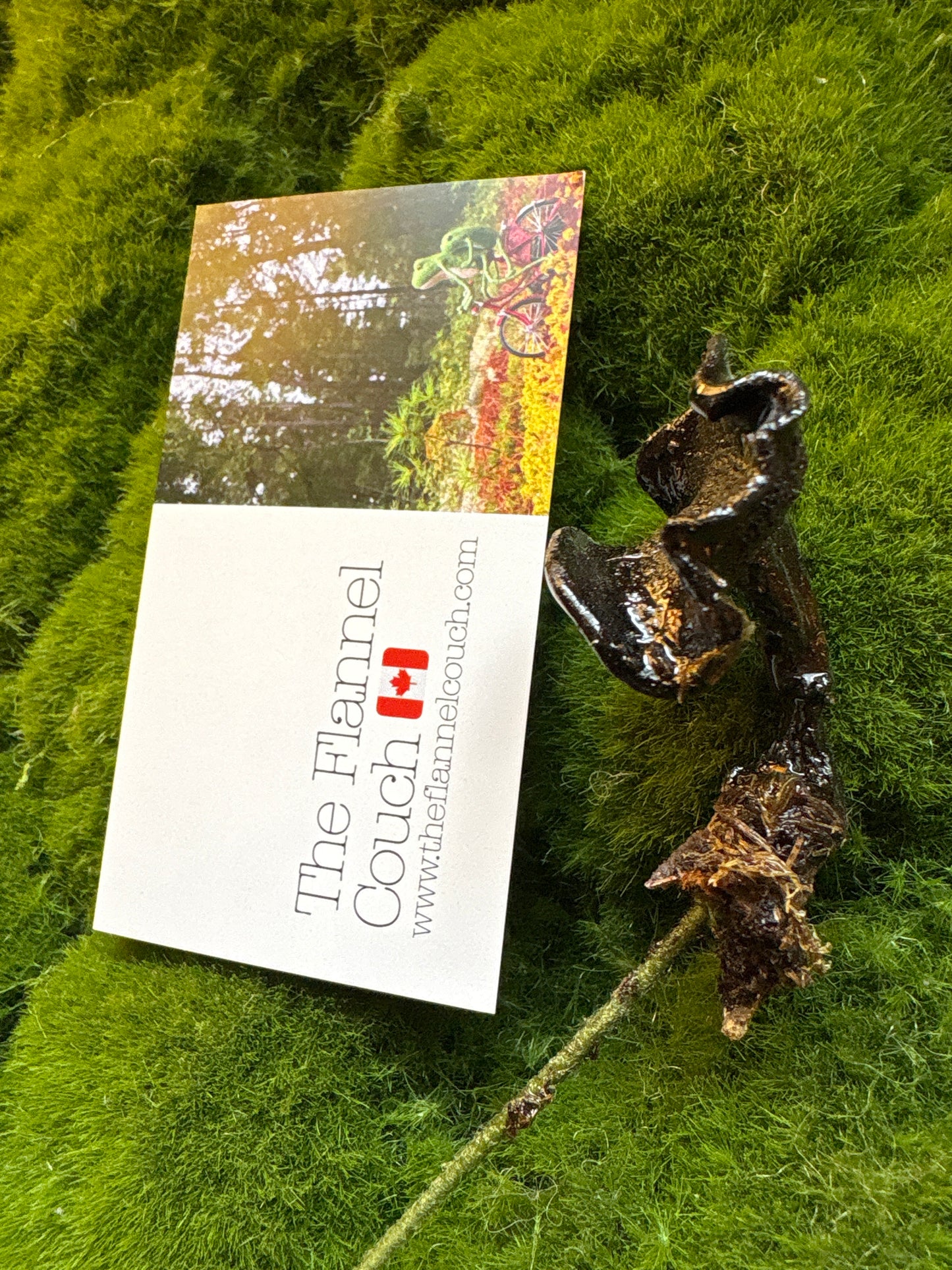 Wild Ontario Mushroom Plant Spikes