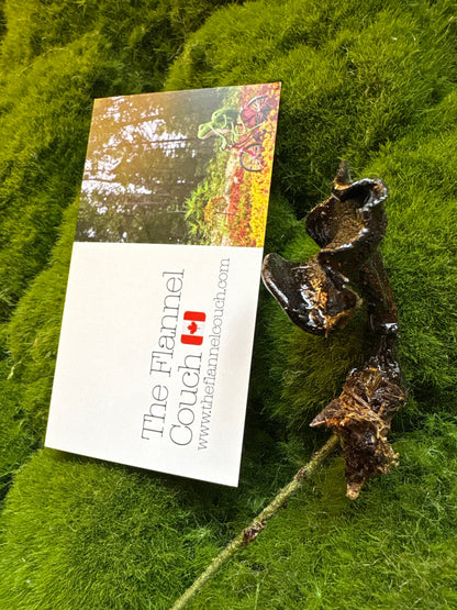 Wild Ontario Mushroom Plant Spikes