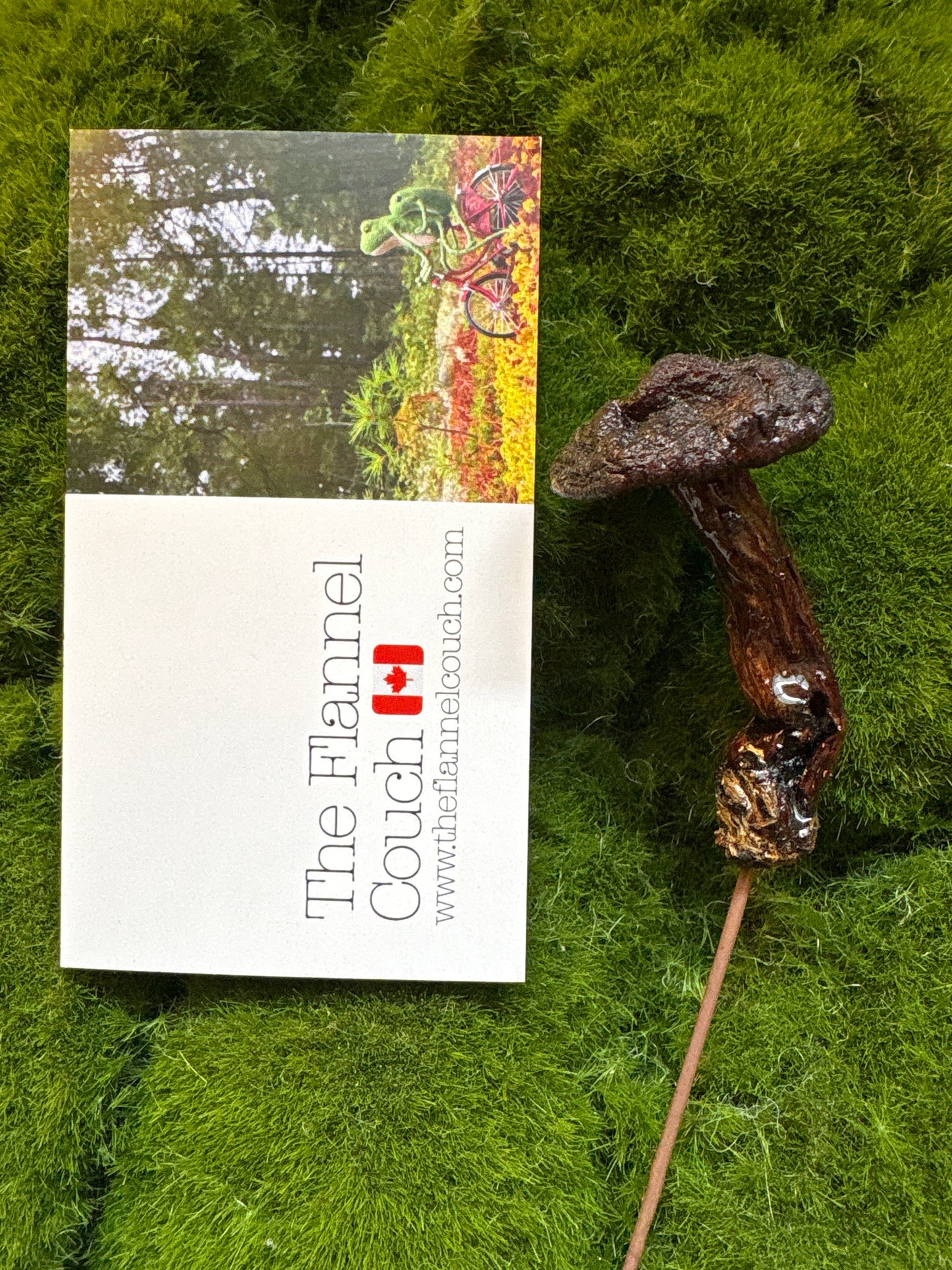 Wild Ontario Mushroom Plant Spikes