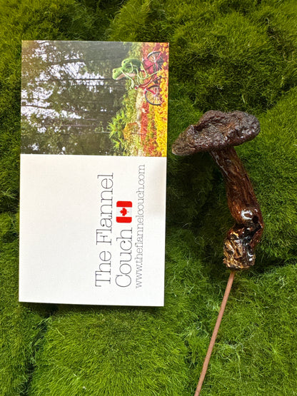 Wild Ontario Mushroom Plant Spikes