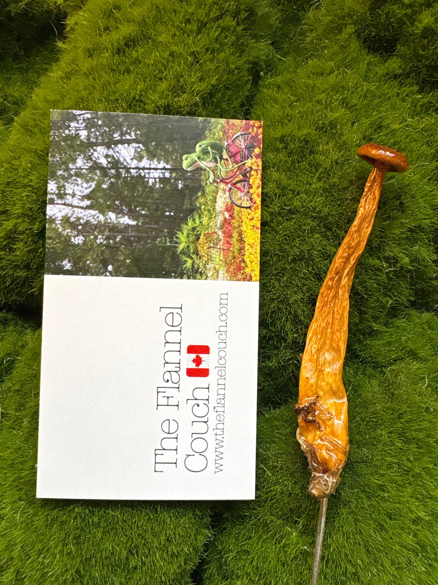 Wild Ontario Mushroom Plant Spikes