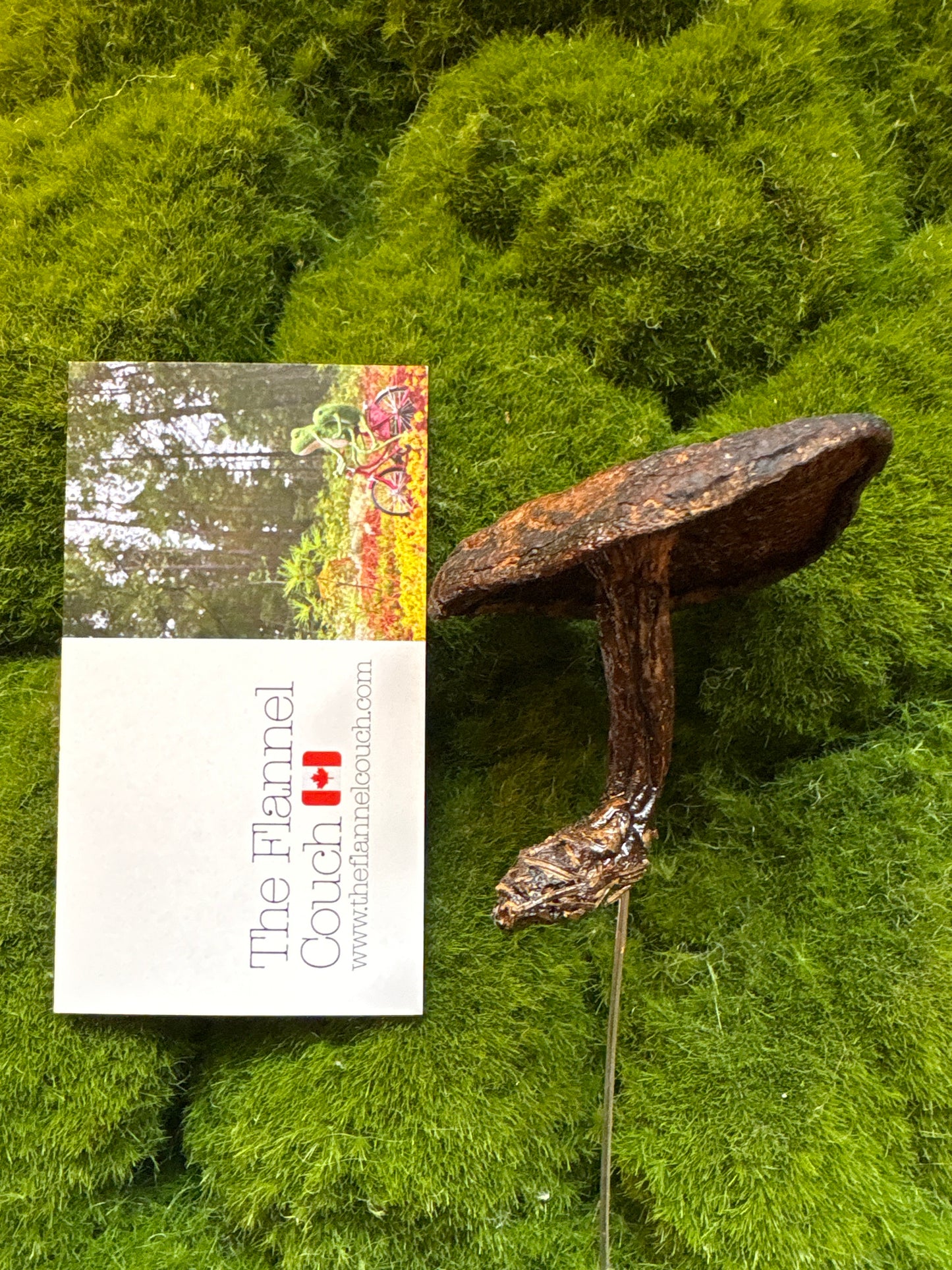 Wild Ontario Mushroom Plant Spikes