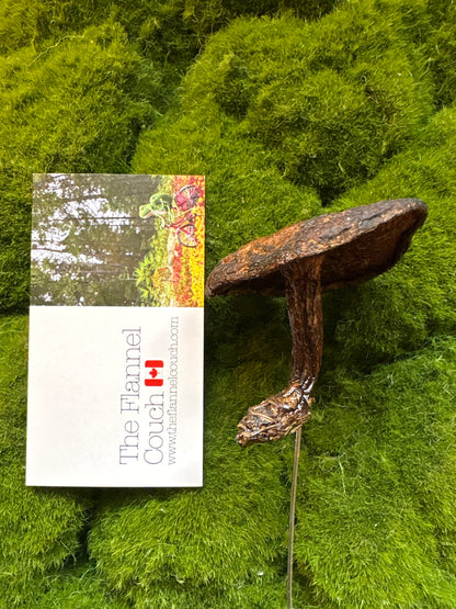 Wild Ontario Mushroom Plant Spikes