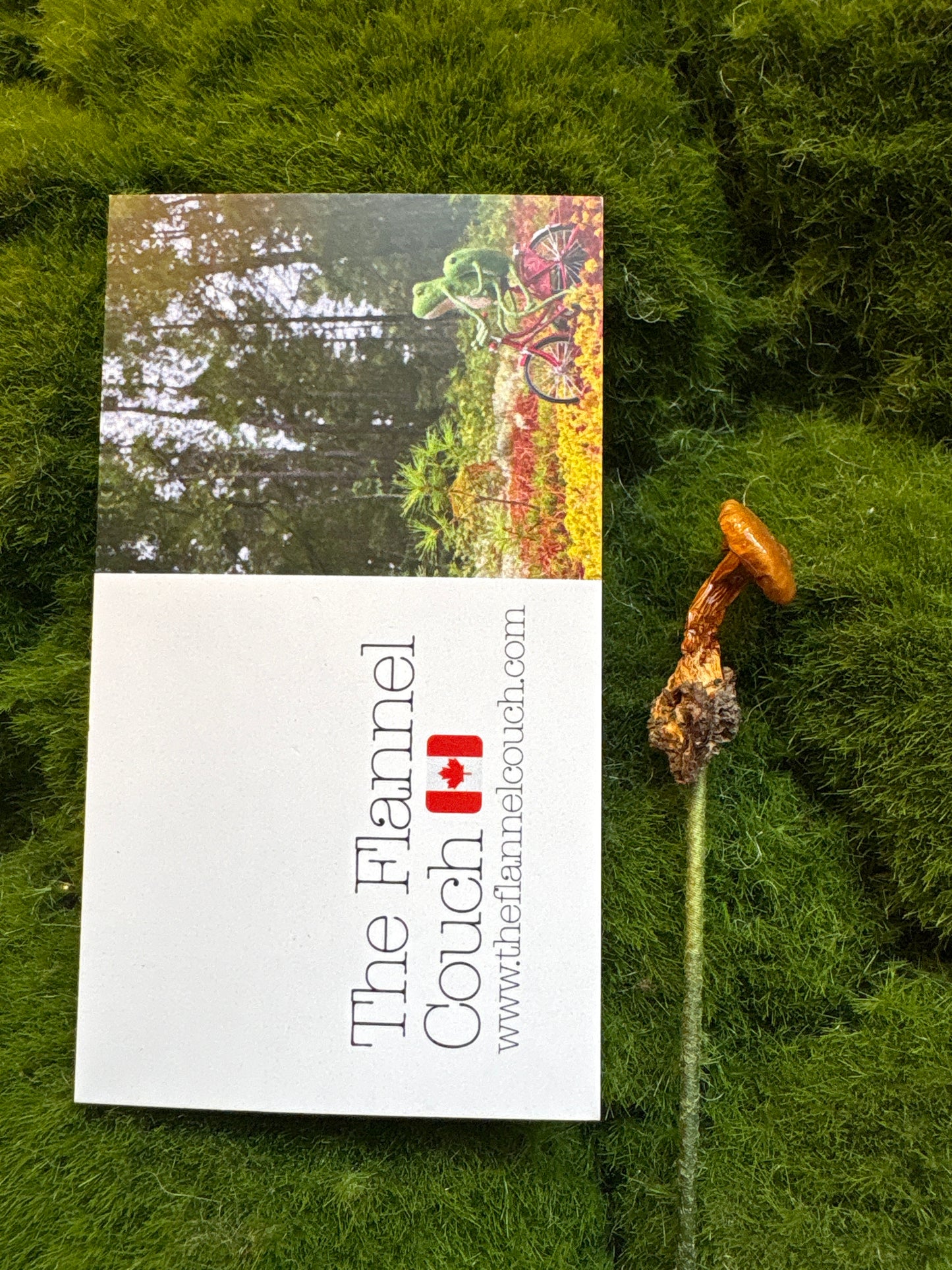 Wild Ontario Mushroom Plant Spikes