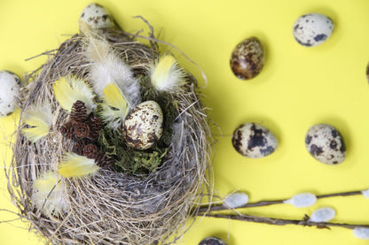 Nature Inspired Reveal Eggs Messages - The Flannel Couch