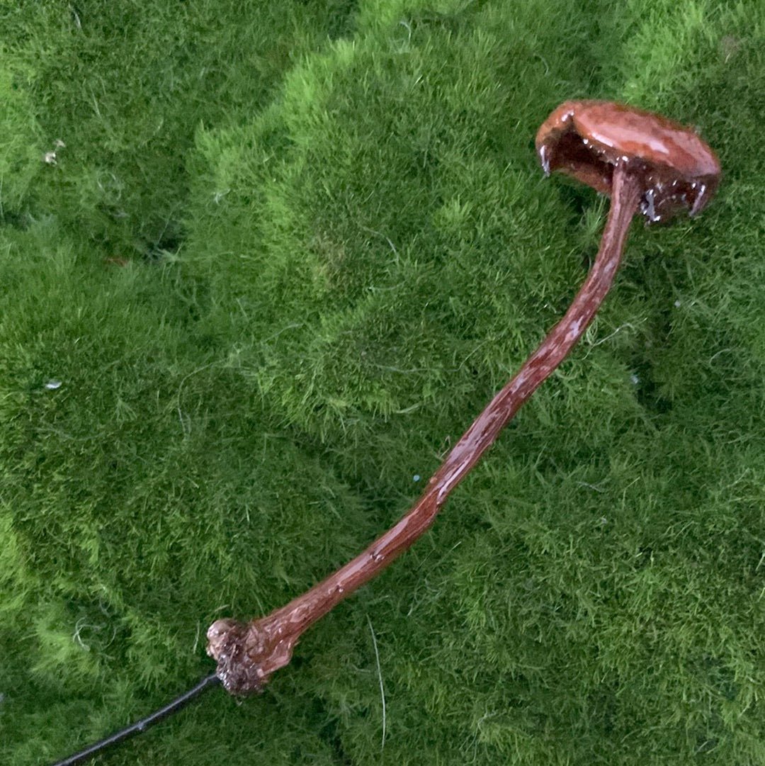 Wild Ontario Mushroom Plant Spikes - The Flannel Couch