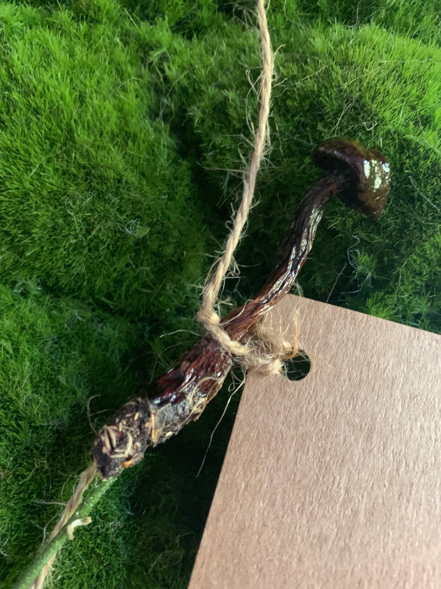 Wild Ontario Mushroom Plant Spikes - The Flannel Couch