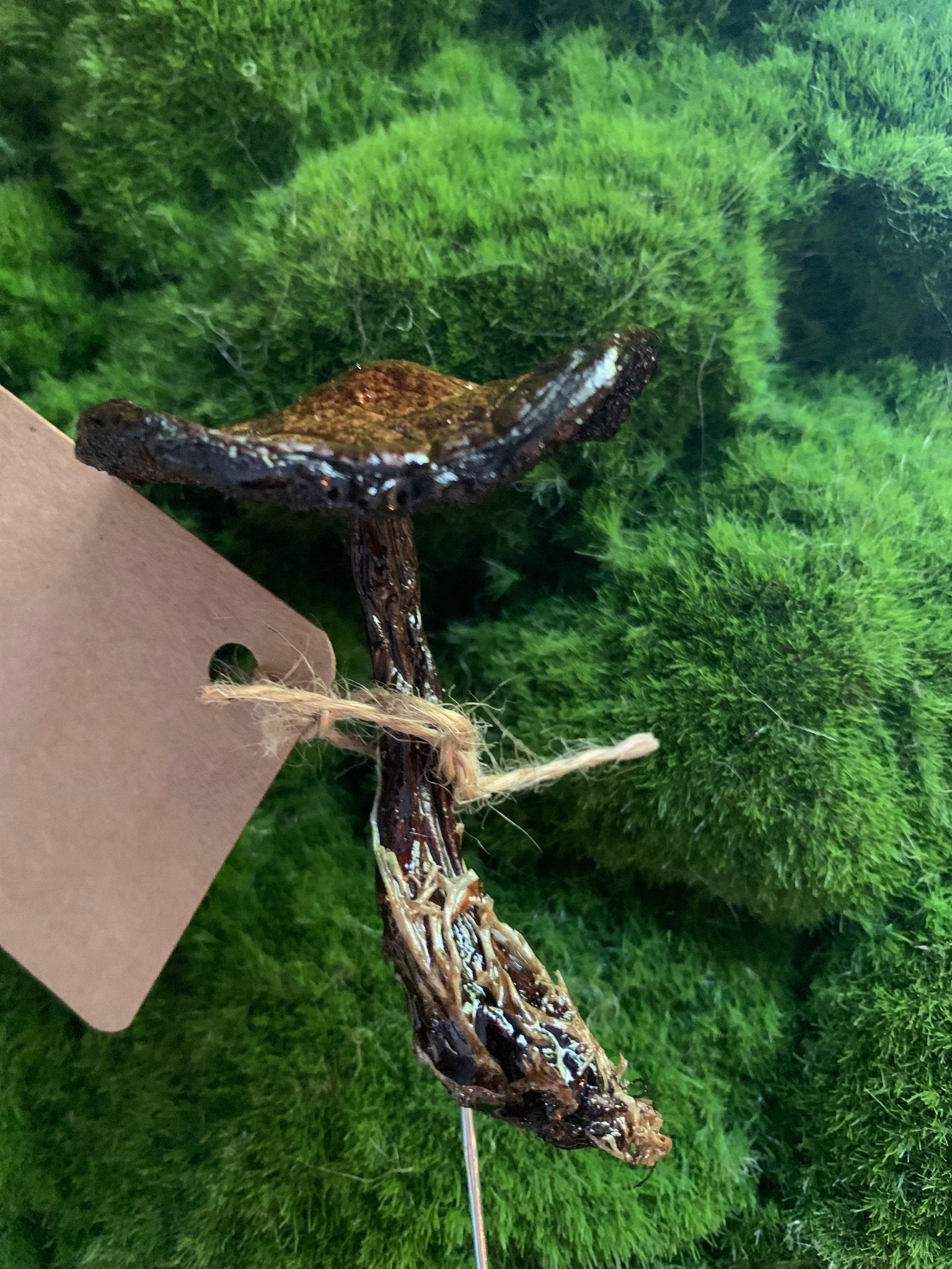 Wild Ontario Mushroom Plant Spikes - The Flannel Couch