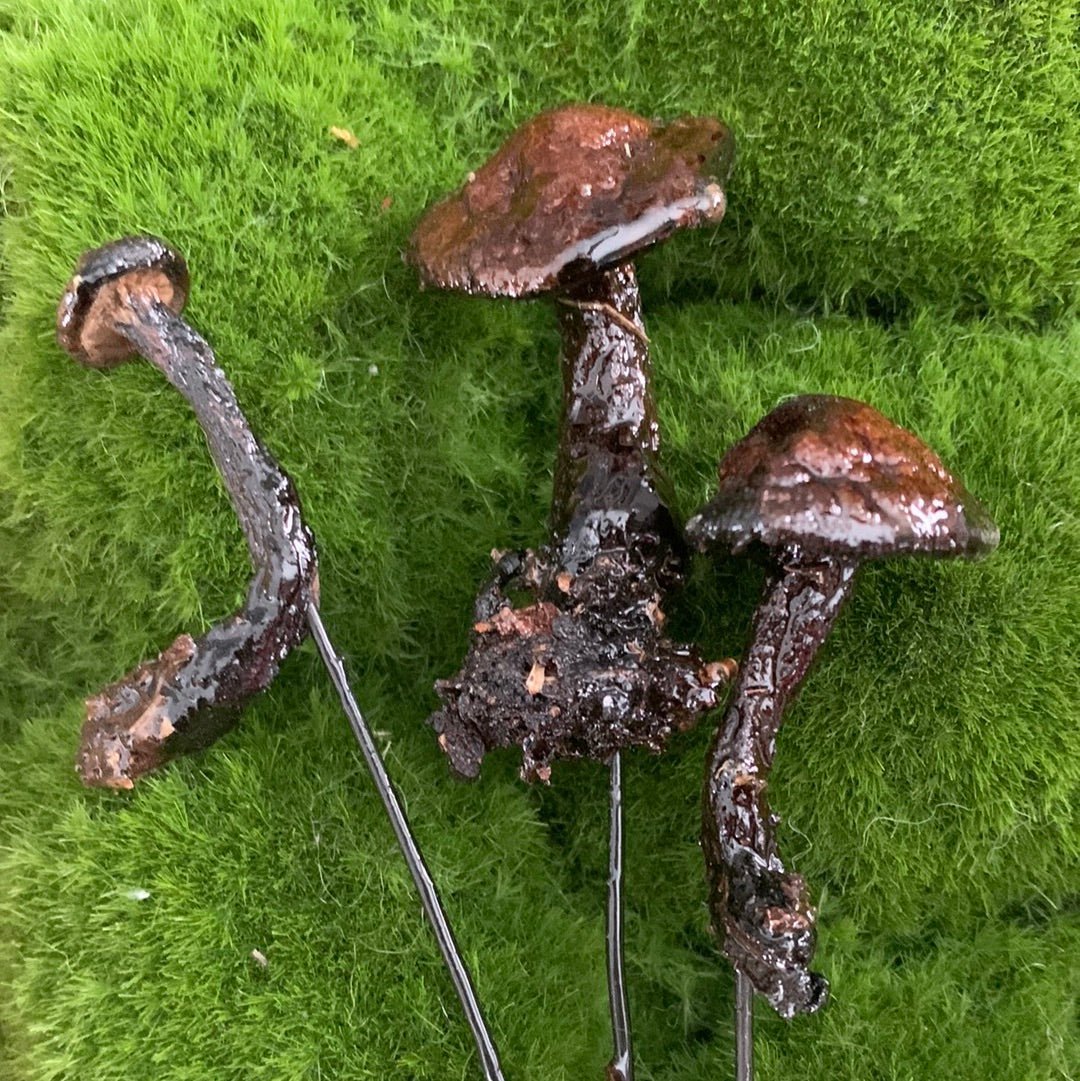 Wild Ontario Mushroom Plant Spikes - The Flannel Couch