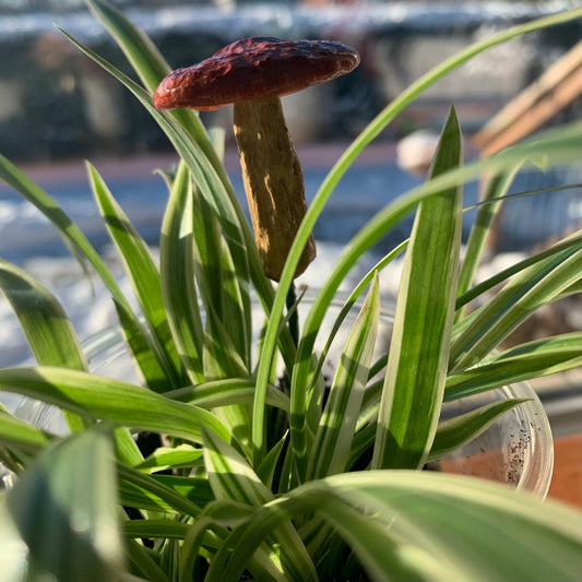 Wild Ontario Mushroom Plant Spikes - The Flannel Couch