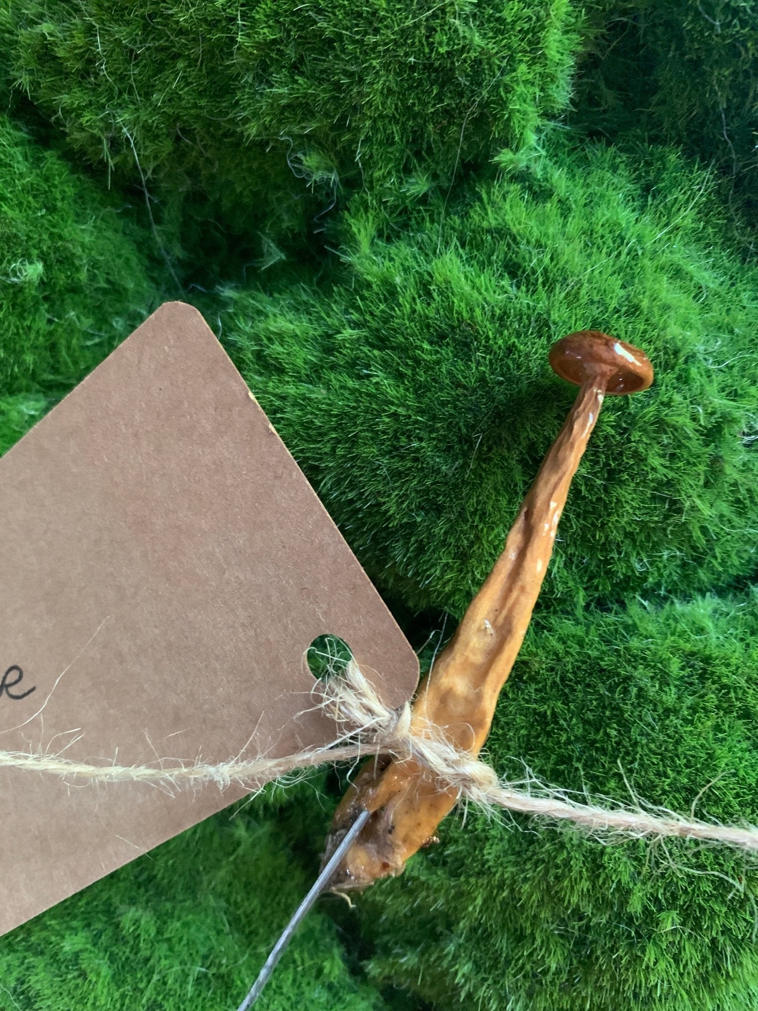 Wild Ontario Mushroom Plant Spikes - The Flannel Couch